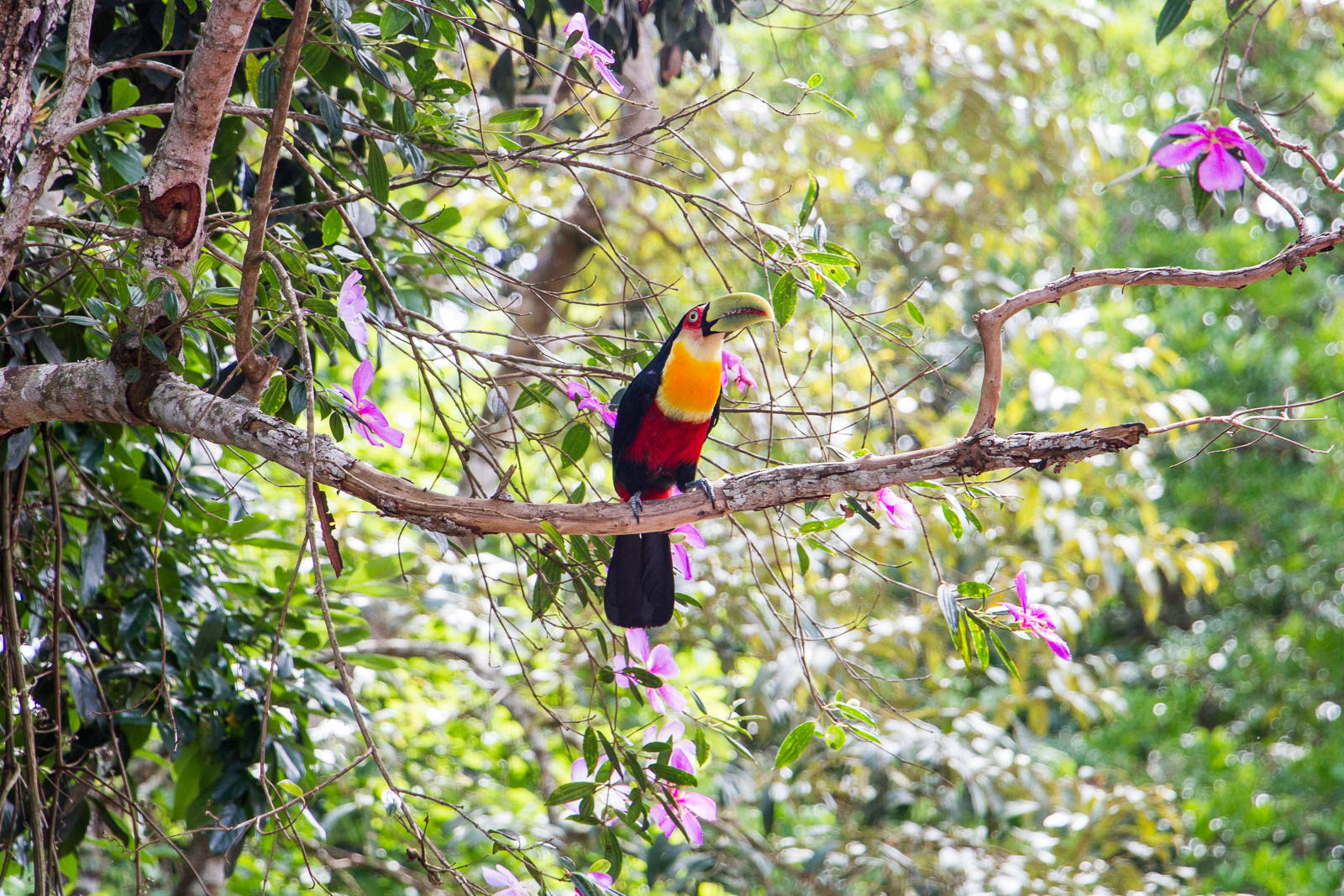 tucano na festa de confraternização liotécnica por paulo matheus fotógrafo profissional